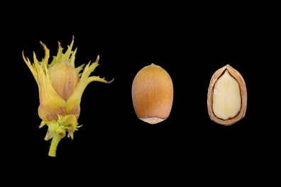 Noisetier, fruit entier et en CL (Corylus avellana)